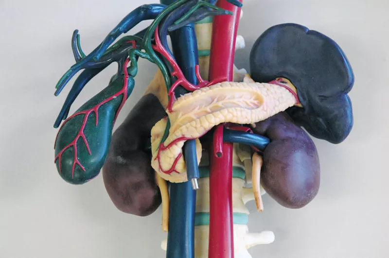 Erler-Zimmer Anatomisches Modell für Ultraschallausbildung