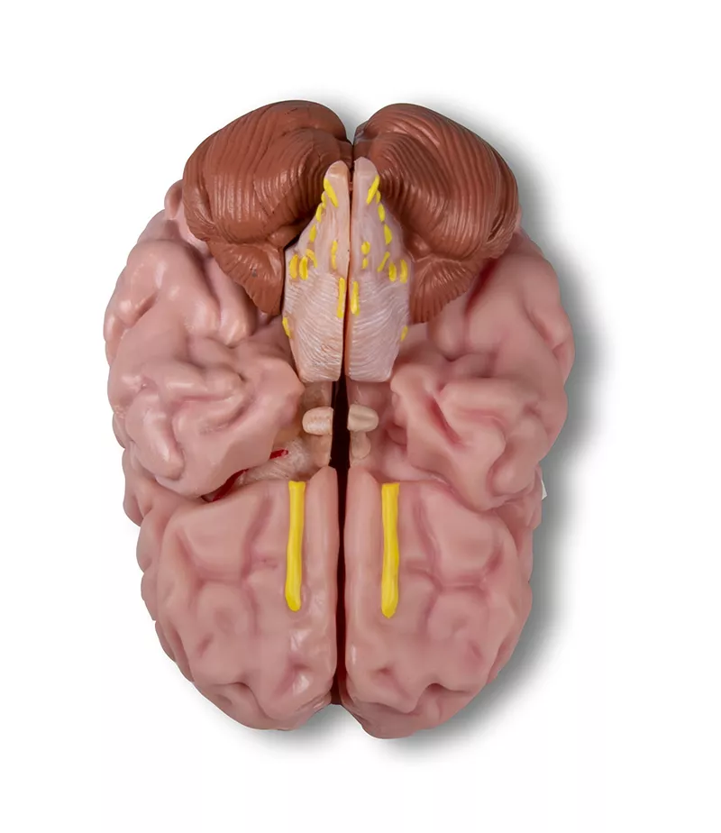 Erler-Zimmer Anatomisches Gehirnmodell lebensgroß 5-teilig - EZ Augmented Anatomy
