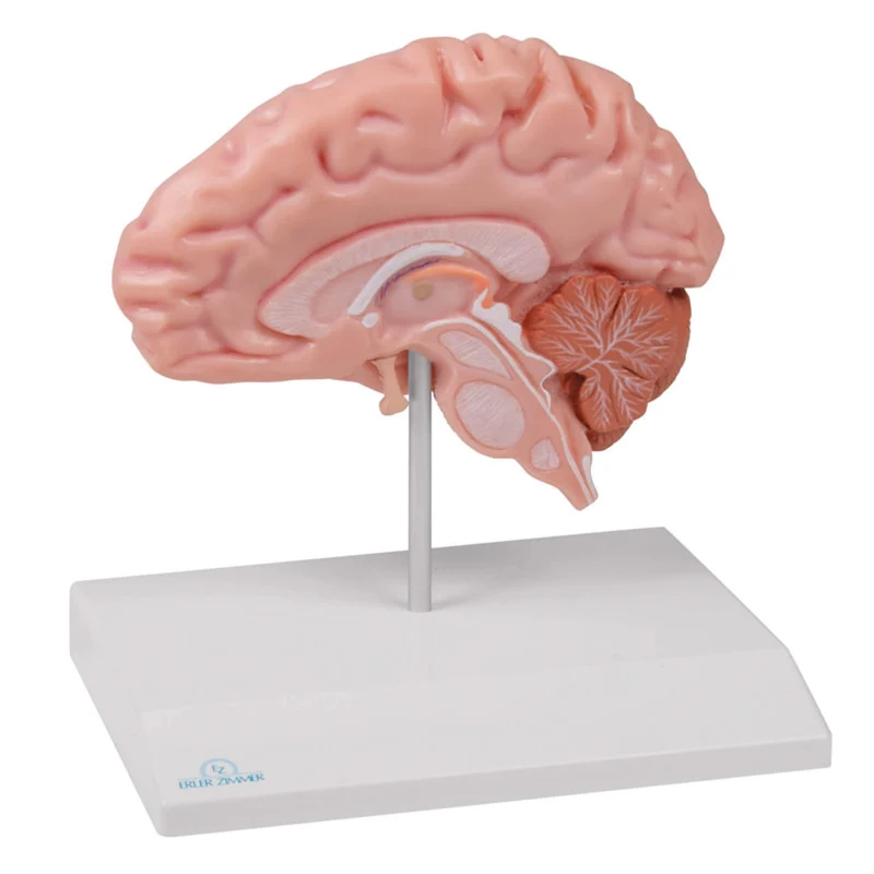 Erler-Zimmer Anatomische Gehirnhälfte lebensgroß - EZ Augmented Anatomy