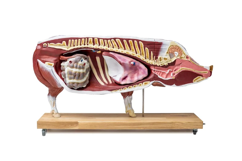 Erler-Zimmer Didaktisches Schweinemodell, 20-teilig, 1/2 natürliche Größe