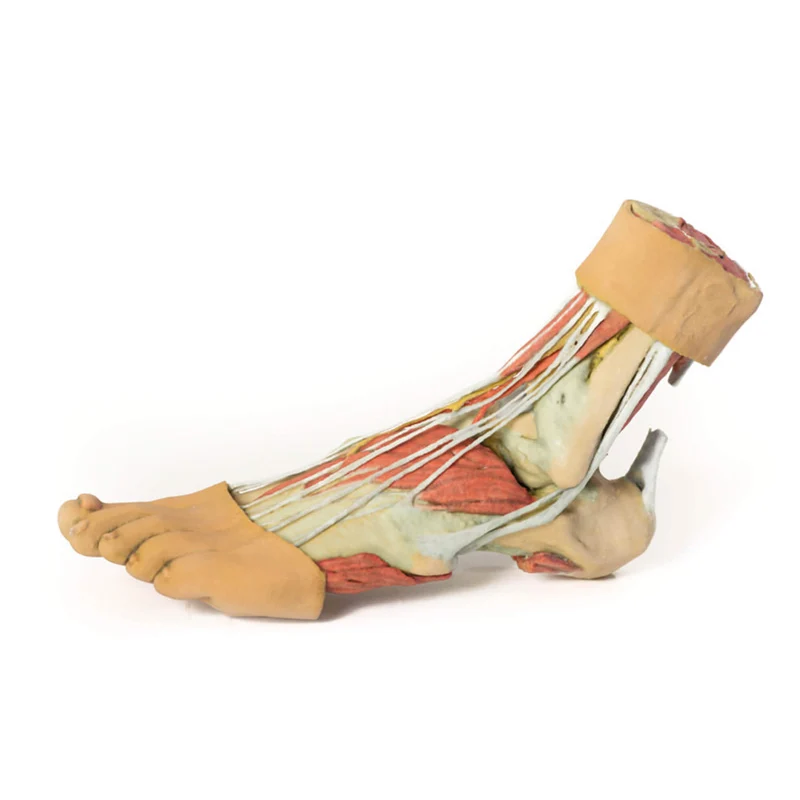 Erler-Zimmer Fuß – Strukturen der Plantarfläche