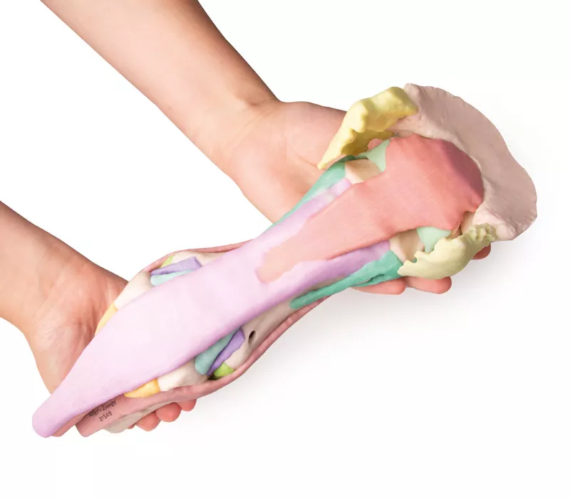 Erler-Zimmer Fuß des Pferdes als Modell