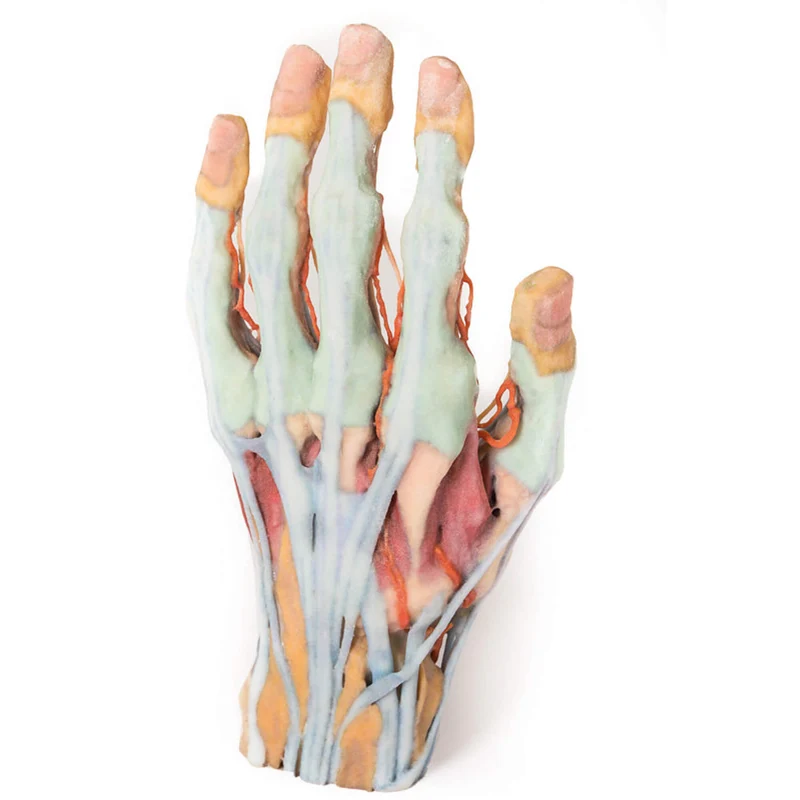 Erler-Zimmer Hand