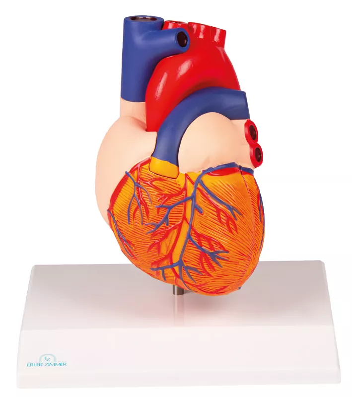 Erler-Zimmer Herzmodell, natürliche Größe, 2 Teile - EZ Augmented Anatomy