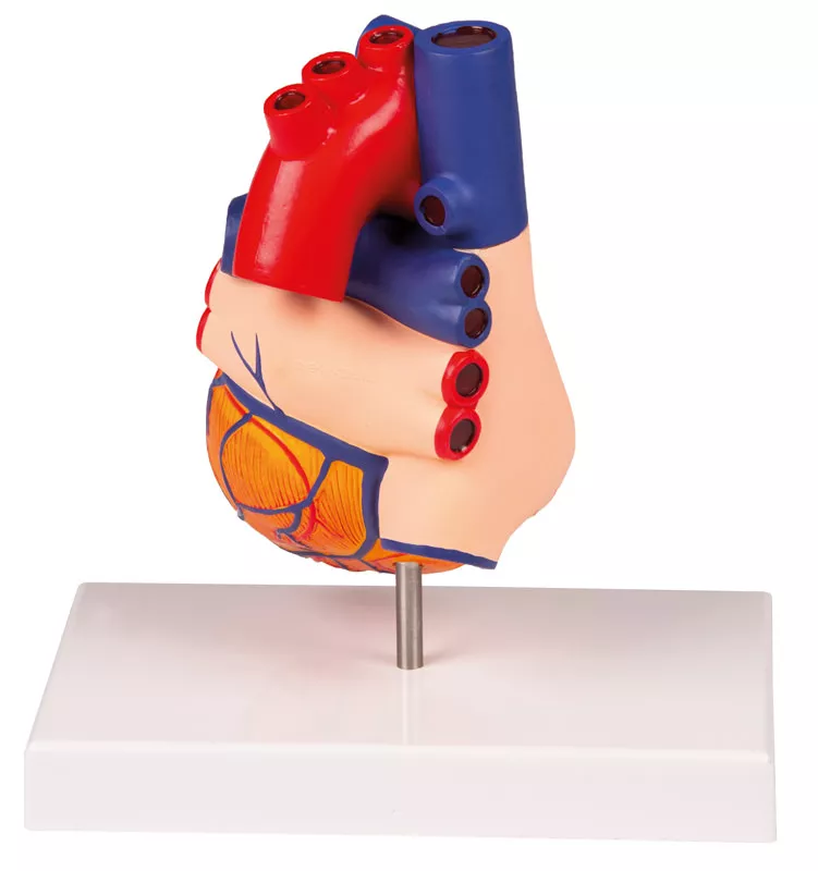 Erler-Zimmer Herzmodell, natürliche Größe, 2 Teile - EZ Augmented Anatomy
