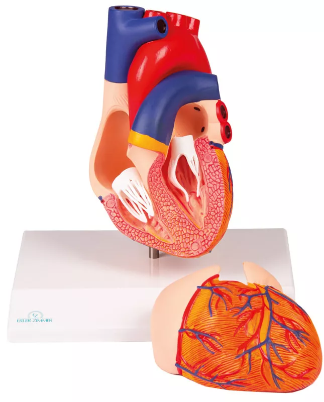 Erler-Zimmer Herzmodell, natürliche Größe, 2 Teile - EZ Augmented Anatomy