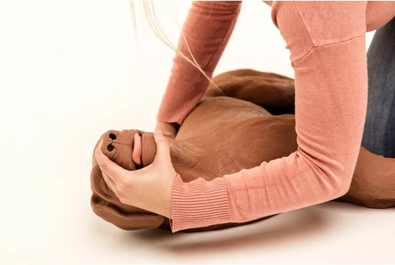 Erler-Zimmer HLW Übungshund CasPeR