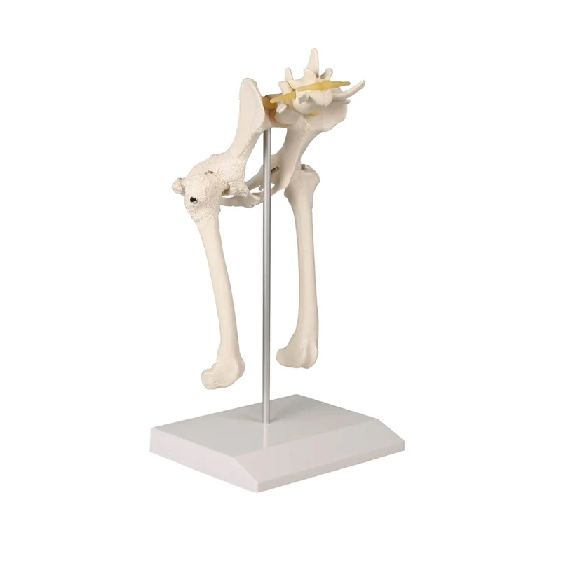 Erler-Zimmer Hundehüfte
