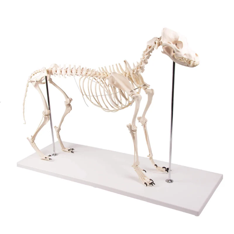 Erler-Zimmer Hundeskelett "Olaf", natürliche Größe