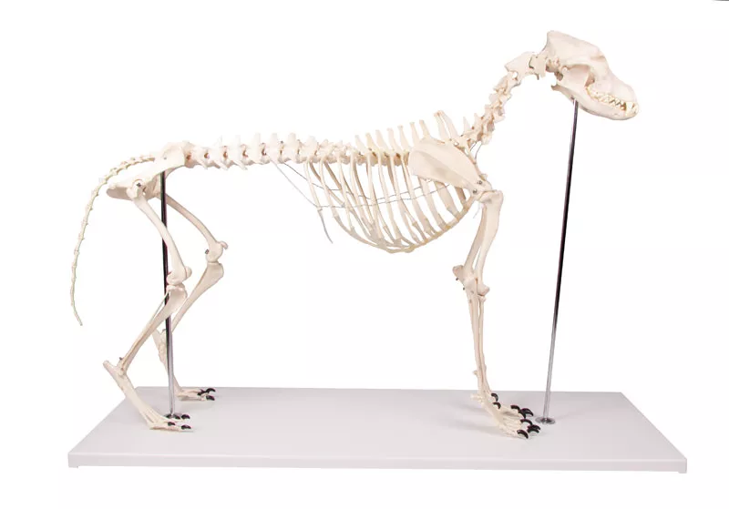 Erler-Zimmer Hundeskelett "Olaf", natürliche Größe