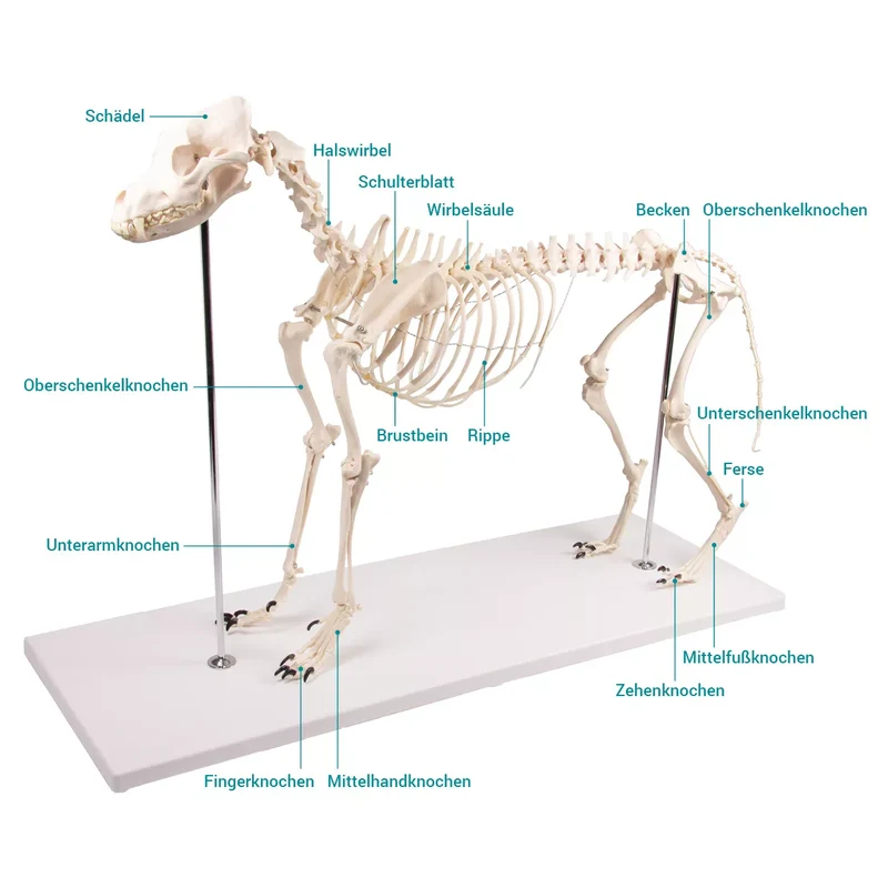 Erler-Zimmer Hundeskelett "Olaf", natürliche Größe
