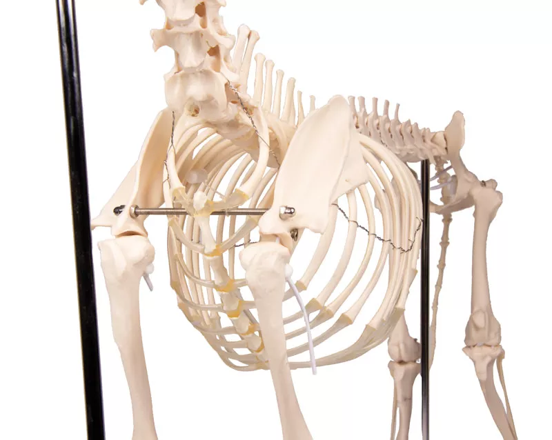 Erler-Zimmer Hundeskelett "Olaf", natürliche Größe