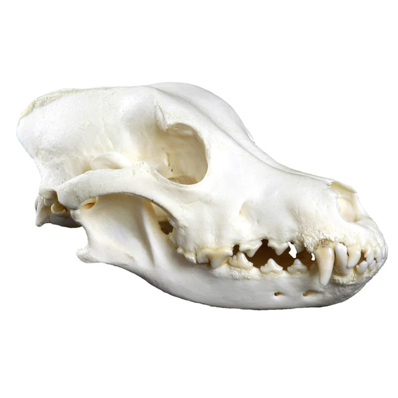 Erler-Zimmer Hundeschädel groß (Canis familiaris, Replika)