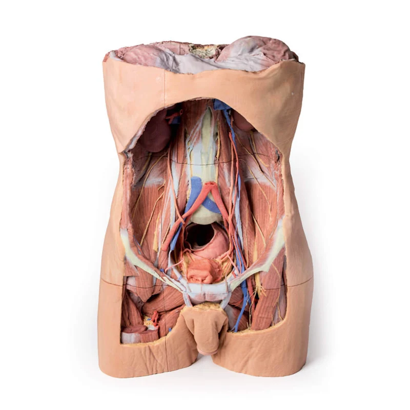 Erler-Zimmer Posteriore Abdominalwand