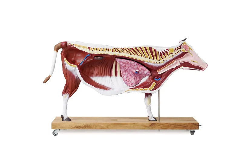 Erler-Zimmer Rindermodell, 15 Teile, 1/3 natürliche Größe