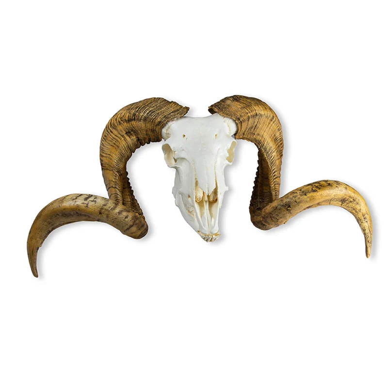 Erler-Zimmer Schädel und Hörner Merinoschafbock (Ovis aries)