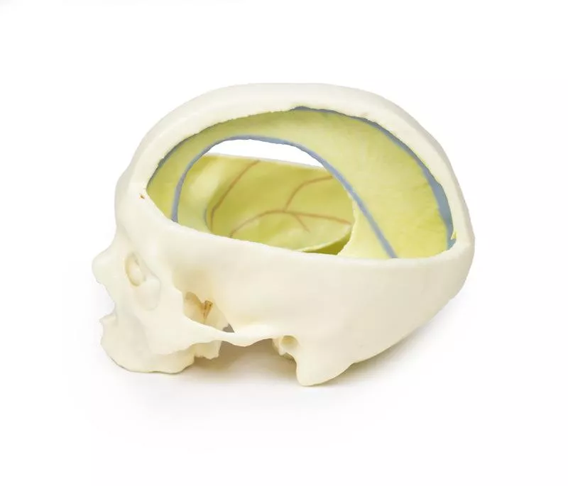 Erler-Zimmer Schädelmodell mit Ansatz der Dura mater