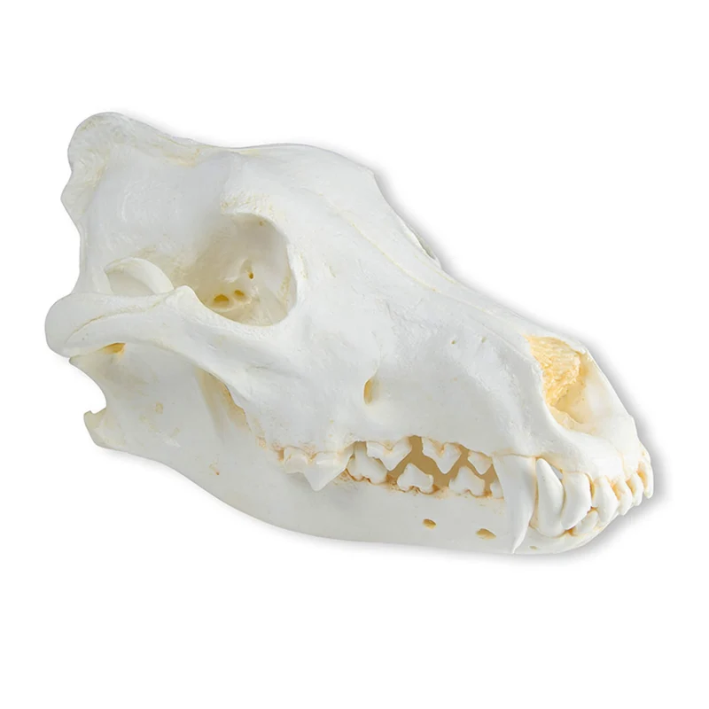 Erler-Zimmer Schädel Wolf (Canis lupus), Alaska Wolf