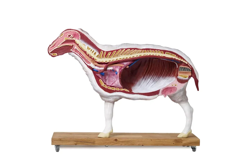 Erler-Zimmer Schafmodell, 12-teilig, 2/3 natürliche Größe