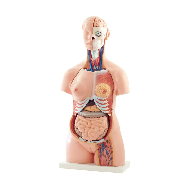 Torso-Modell, 40-teilig