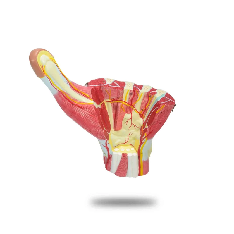 Vergrößertes Handmodell, 3-teilig