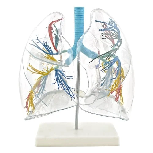 Lungenmodell, transparent