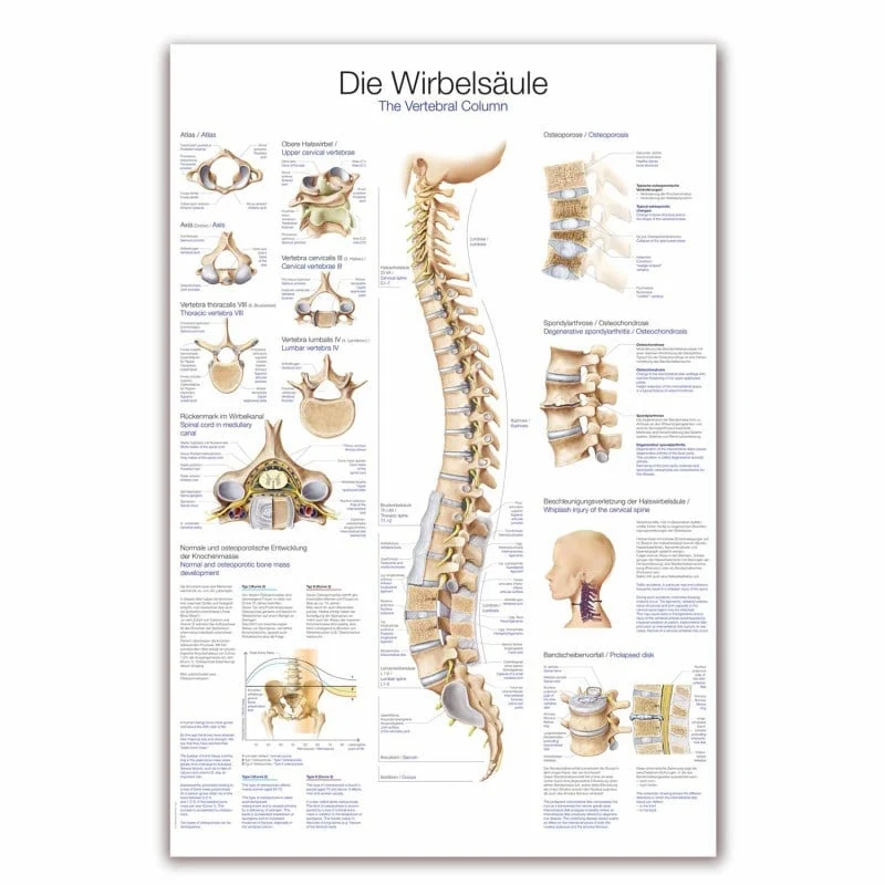 Lehrtafel Die Wirbelsäule