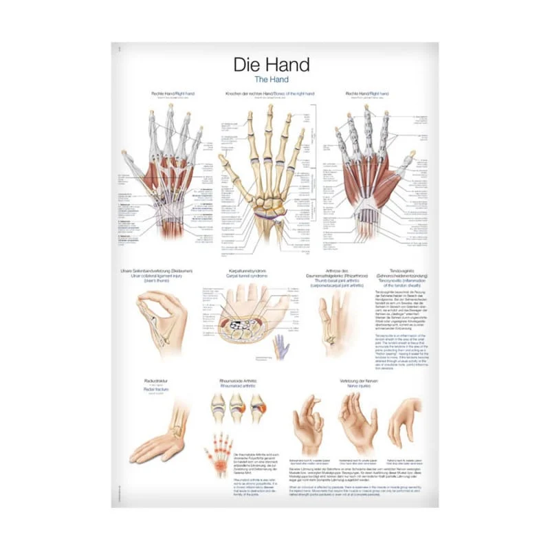 Lehrtafel Die Hand