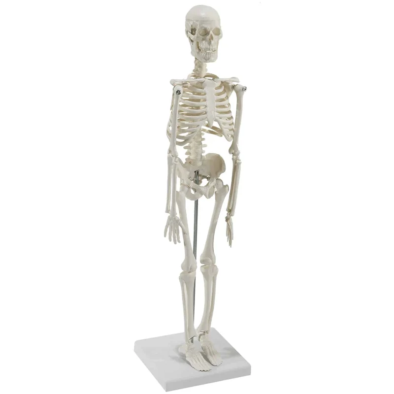 Mini-Skelett