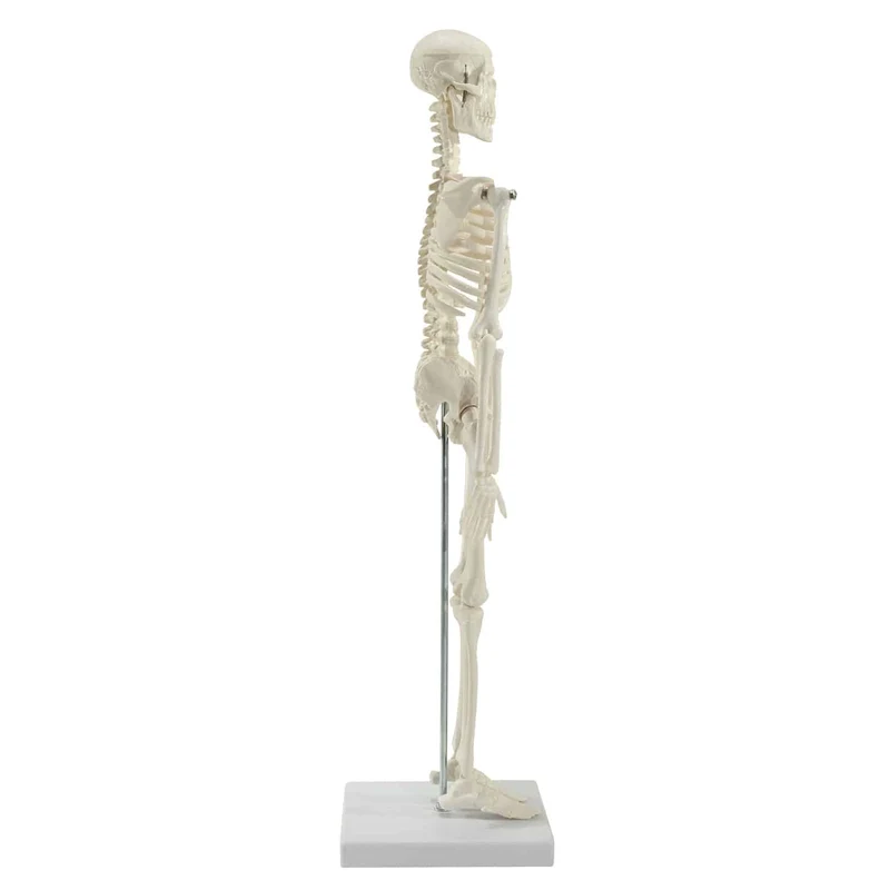 Mini-Skelett