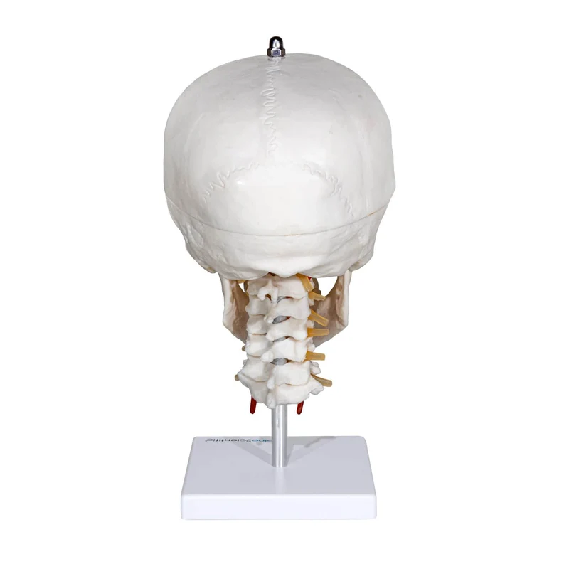Menschlicher Schädel mit Halswirbelsäule