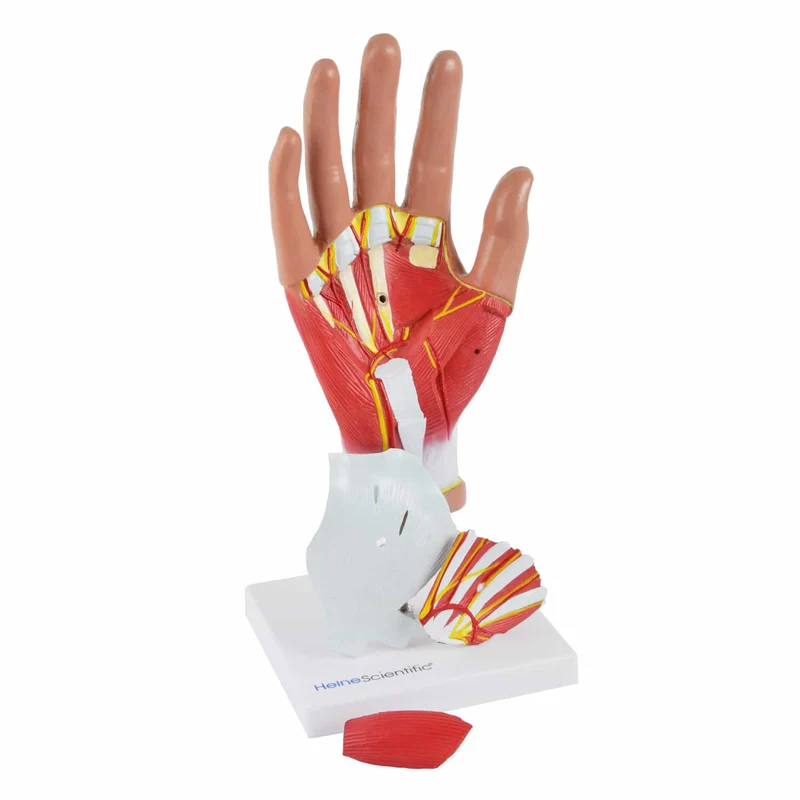 4-teiliges Handmodell