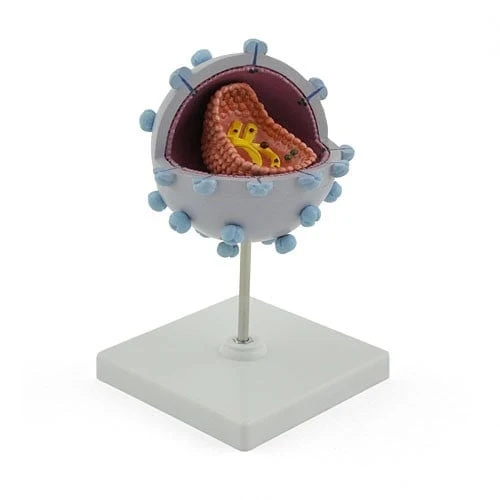 HIV-Modell