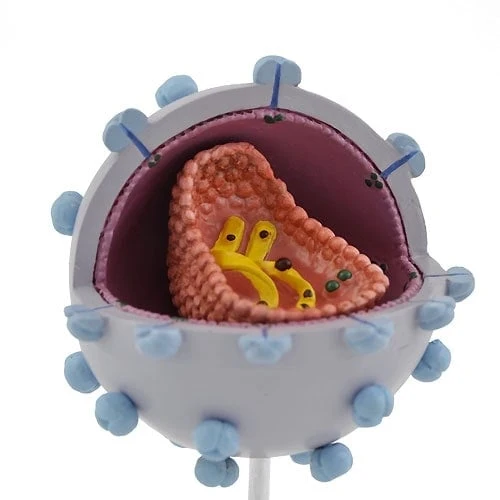 HIV-Modell
